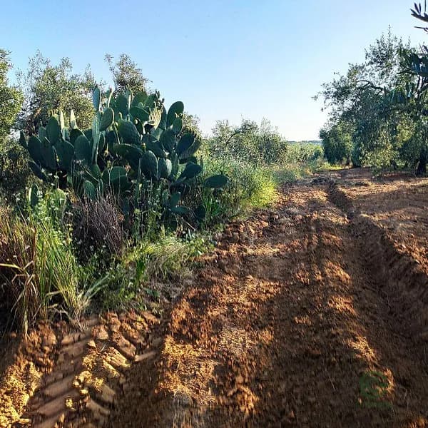 Finca agrícola de 0,54 ha en venta en Pilas, Sevilla