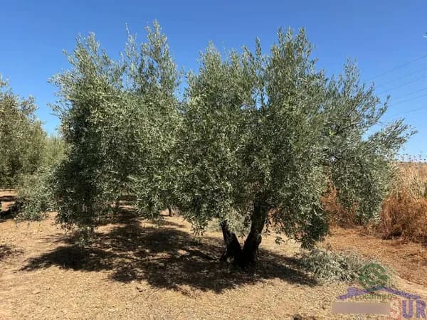 Finca agrícola de 1 ha en venta en Córdoba, Córdoba