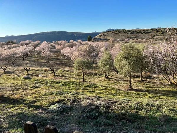 Finca agrícola de 2,94 ha en venta en Murcia