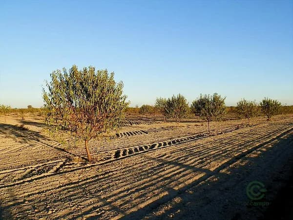 Finca agrícola de 150 ha en venta en Cuenca