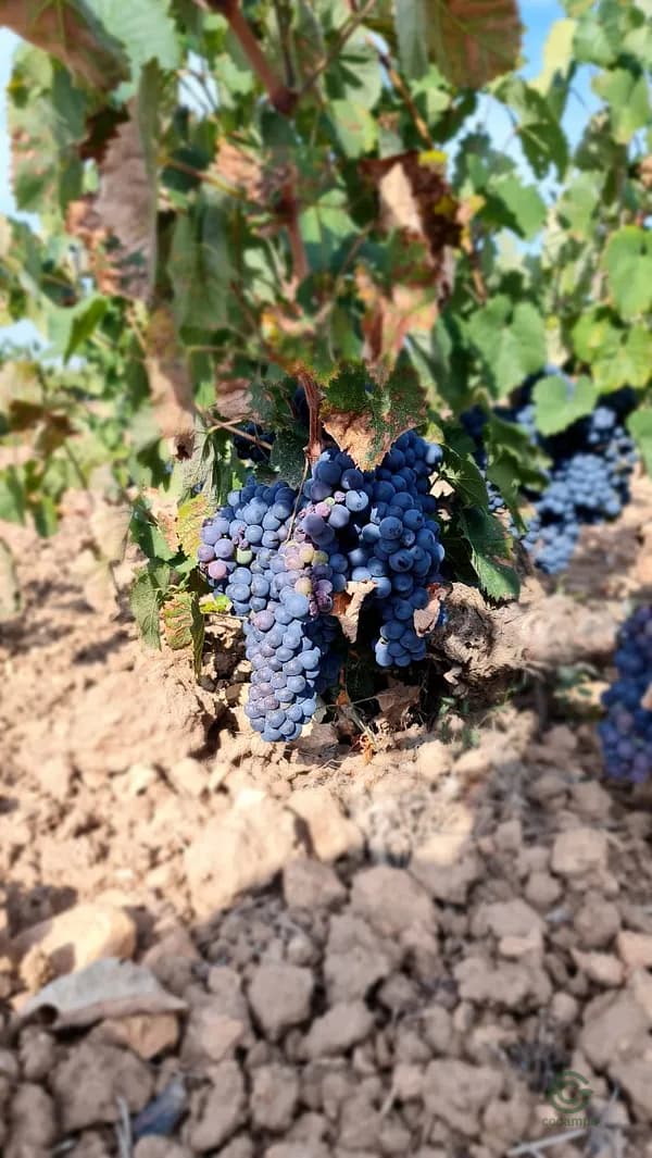 Finca agrícola de 6,9811 ha en venta en Pinoso, Alicante