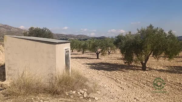 Finca agrícola de 2,4596 ha en venta en Salinas, Alicante