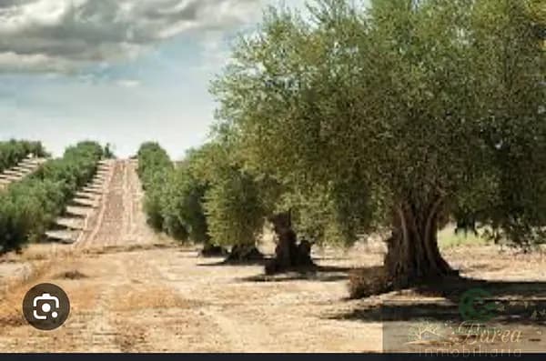 Finca agrícola de 1,18 ha en venta en Rute, Córdoba