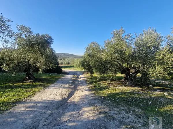 Finca agrícola de 0,61 ha en venta en Montilla, Córdoba
