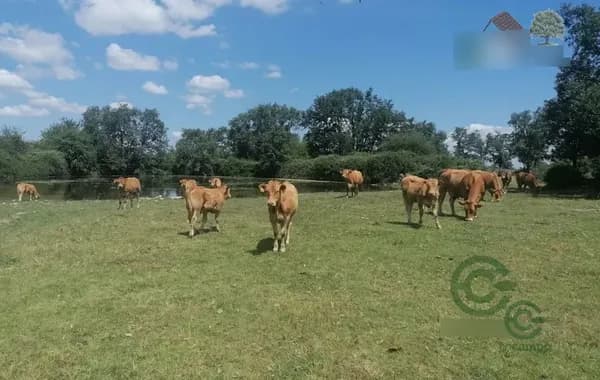 Finca rústica de 750 ha en venta en Salamanca