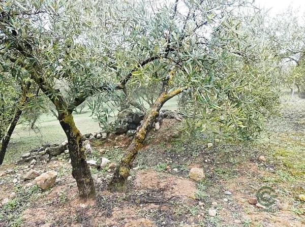 Finca rústica de 0,6298 ha en venta en Granada