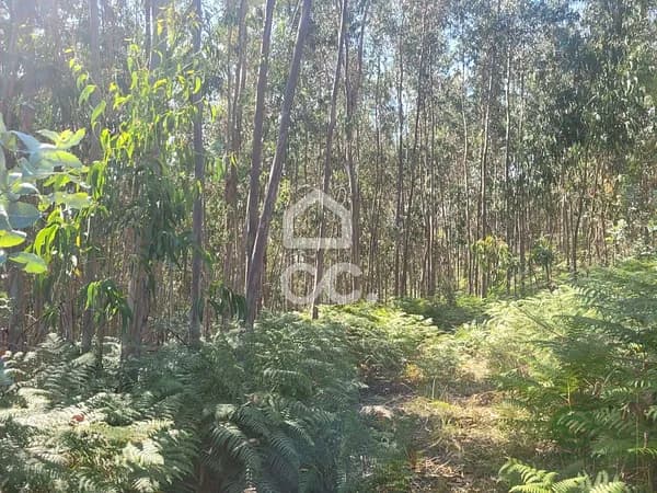 Finca forestal de 0,84 ha en venta en Conde, Braga