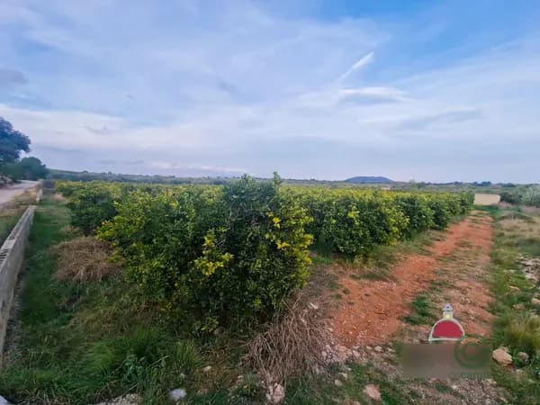 Finca agrícola de 0,4769 ha en venta en Calig, Castellon