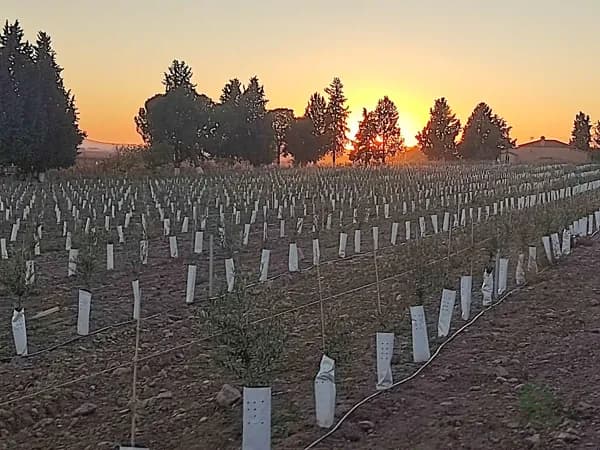 Finca agrícola de 13 ha en venta en Ciudad real
