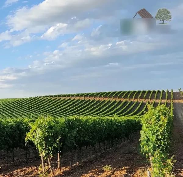 Finca agrícola de 48 ha en venta en Valladolid