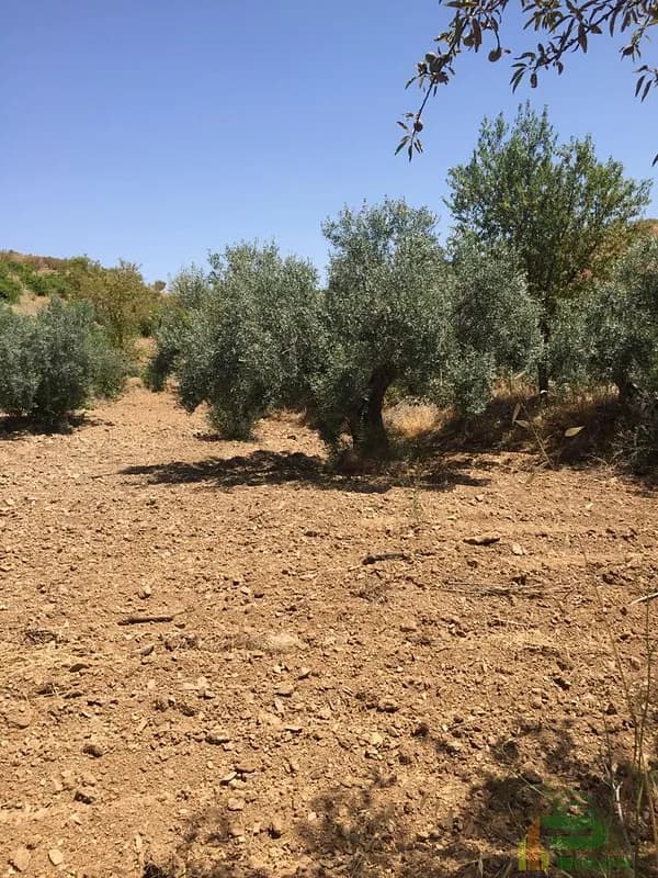 Finca agrícola de 10,1 ha en venta en Lorca, Murcia