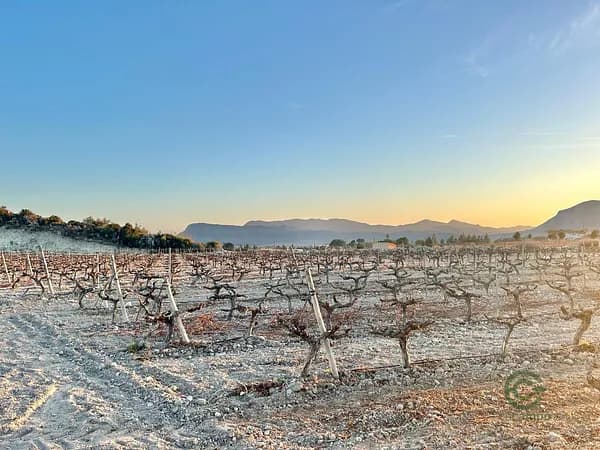 Finca agrícola de 1,5 ha en venta en Novelda, Alicante