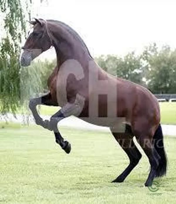 Finca rústica de 8 ha en venta en Campo real, Madrid