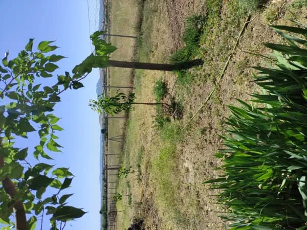 Finca rústica de 2 ha en venta en Ciudad real