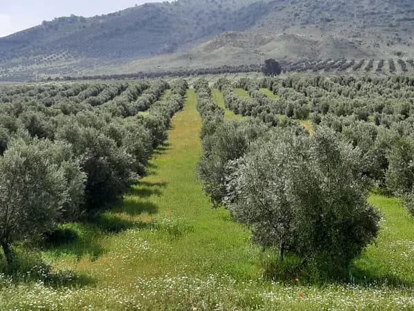 Finca agrícola de 28 ha en venta en Albacete
