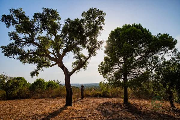 Finca rústica de 4 ha en venta en Grândola, Setúbal