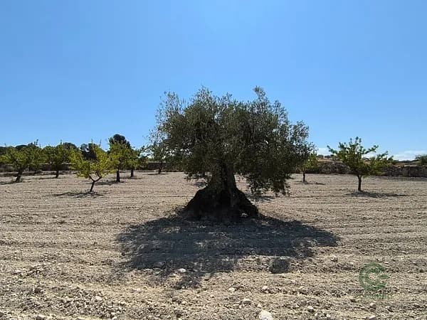 Finca agrícola de 0,96 ha en venta en Monovar, Alicante