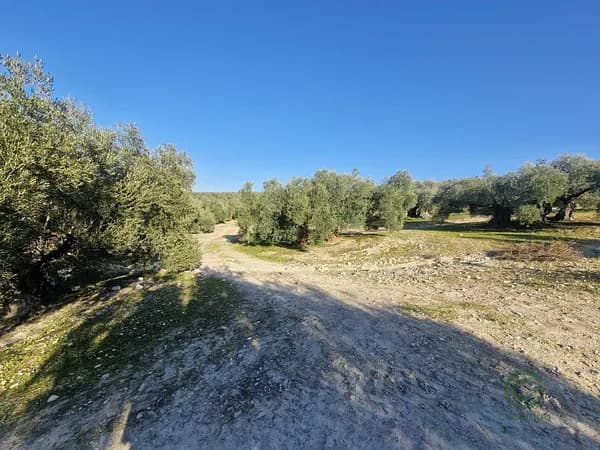 Finca agrícola de 0,6122 ha en venta en Montilla, Cordoba