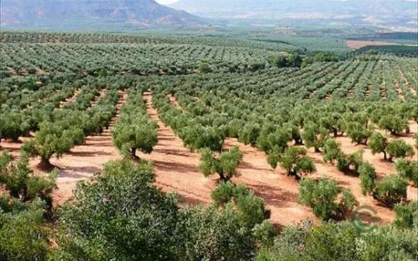 Finca agrícola de 1 ha en venta en Begijar, Jaen