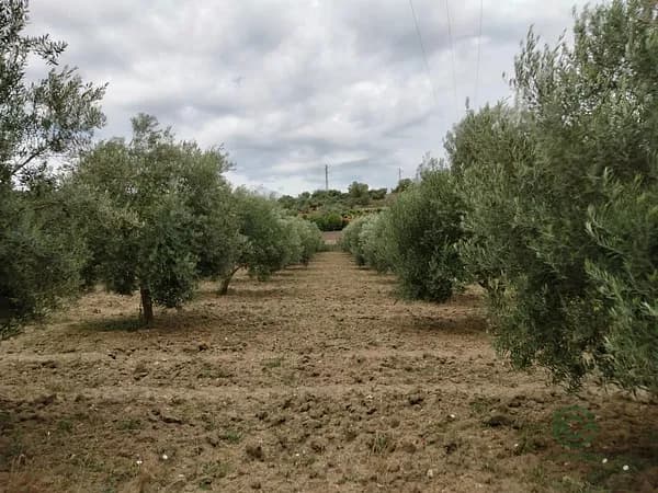 Finca agrícola de 1,2 ha en venta en Málaga