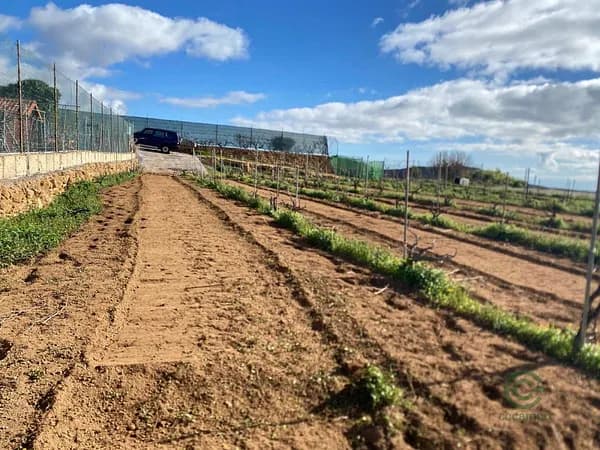 Finca rústica de 0,897 ha en venta en Granadilla de abona, Santa cruz de tenerife
