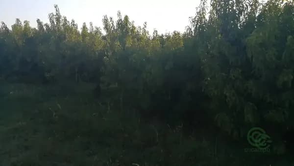 Finca agrícola de 0,12 ha en venta en Puigverd de lleida, Lleida