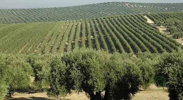 Finca agrícola de 420 ha en venta en Málaga