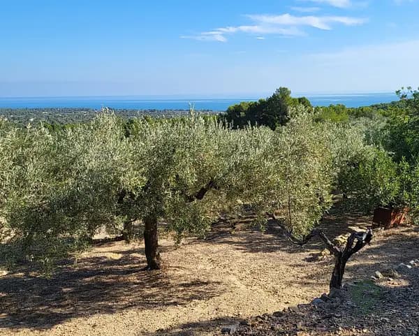 Finca agrícola de 3,6169 ha en venta en L'ametlla de mar, Tarragona