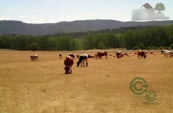Finca rústica de 1300 ha en venta en Cuenca