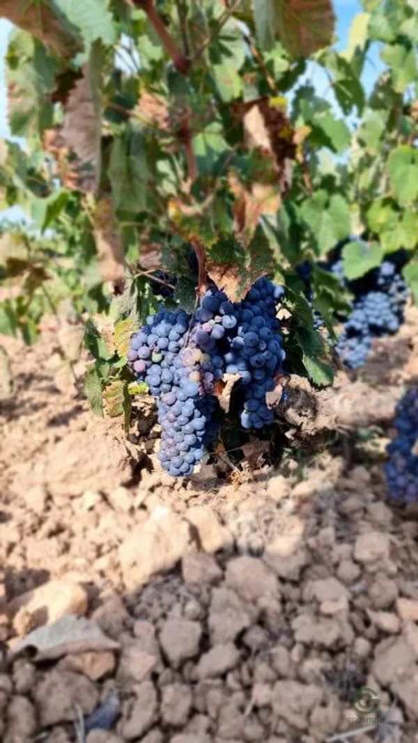 Finca agrícola de 6,9811 ha en venta en Pinoso, Alicante