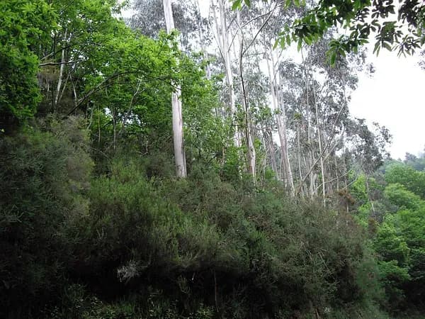 Finca forestal de 1,3 ha en venta en Asturias