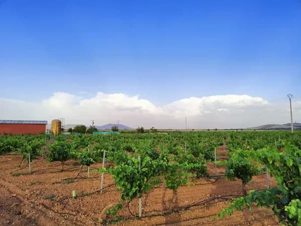 Finca rústica de 6 ha en venta en Valdepenas, Ciudad real