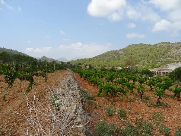 Finca agrícola de 1,4205 ha en venta en Lliber, Alicante