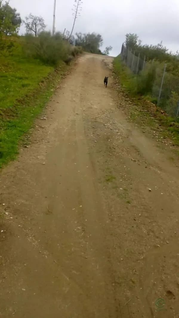 Finca agrícola de 2,4 ha en venta en Alora, Malaga