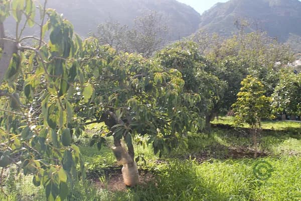 Finca agrícola de 0,1691 ha en venta en Valsequillo de gran canaria, Las palmas