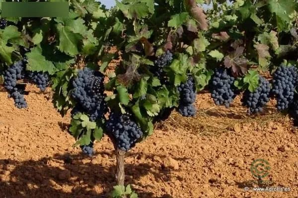 Finca agrícola de 118 ha en venta en Alange, Badajoz