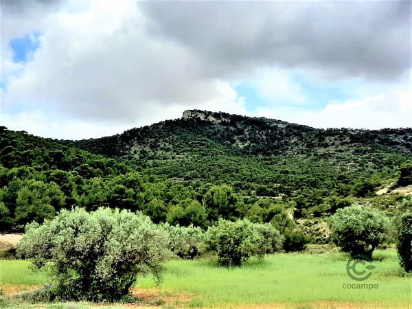 Finca de recreo de 374 ha en venta en Alicante