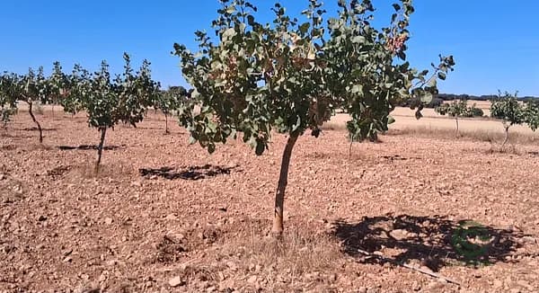 Finca agrícola de 5,25 ha en venta en Albacete