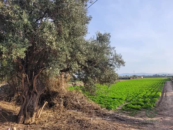 Finca agrícola de 0,24 ha en venta en Alicante