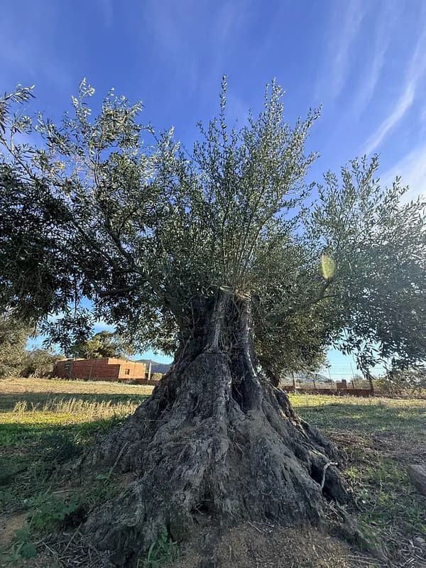 Finca agrícola de 0,74 ha en venta en Girona