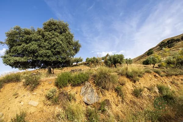 Finca rústica de 19 ha en venta en Granada