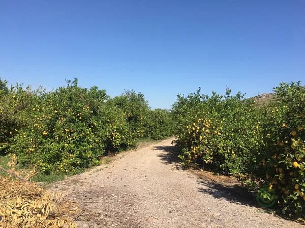 Finca agrícola de 1,38 ha en venta en Monteagudo, Murcia