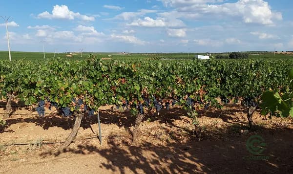 Finca agrícola de 9 ha en venta en Ciudad real