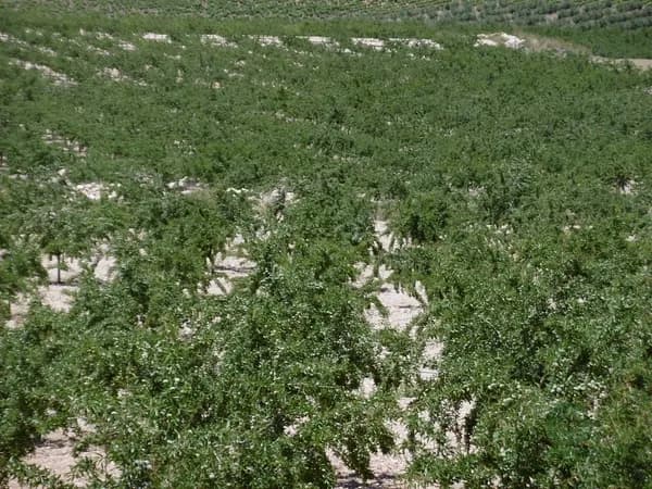 Finca agrícola de 48,5 ha en venta en Jumilla, Murcia