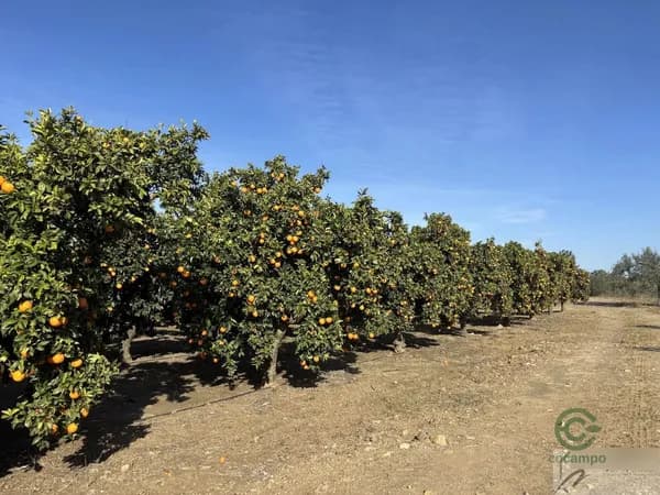 Finca agrícola de 6,29 ha en venta en Sanlúcar la mayor, Sevilla