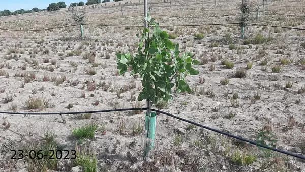 Finca agrícola de 5 ha en venta en Toledo