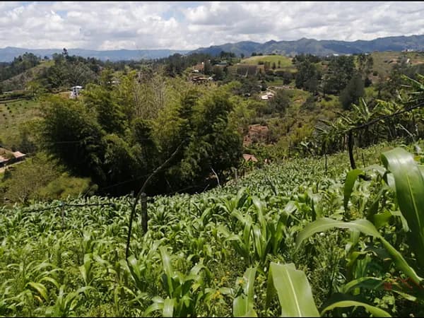 Finca agrícola de 0,3851 ha en venta en Antioquia