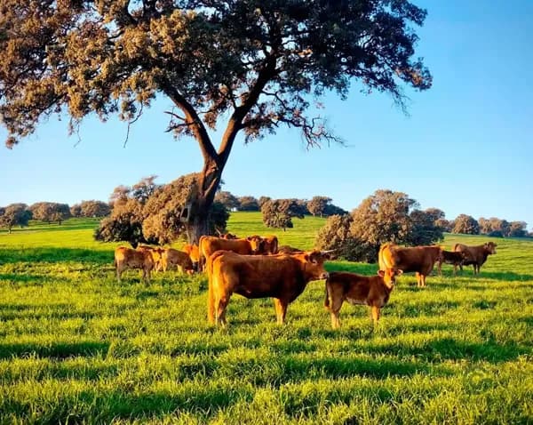 Finca rústica de 1300 ha en venta en Jaén