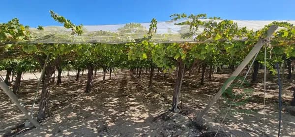 Finca agrícola de 13 ha en venta en Murcia