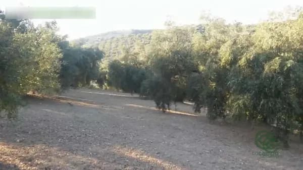Finca agrícola de 2,56 ha en venta en Archidona, Malaga